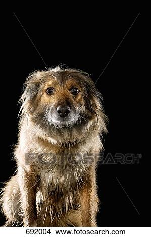 Mixed-Breed Sheepdog, portrait View Large Photo Image Picture - Mixed-Breed Sheepdog, portrait. Fotosearch