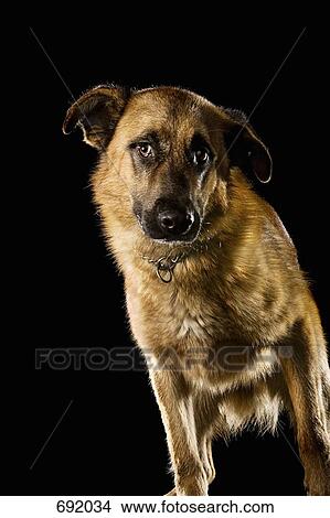 Mixed-Breed Sheepdog, portrait View Large Photo Image Picture - Mixed-Breed Sheepdog, portrait. Fotosearch