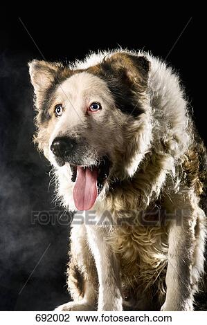 Stock Image - Mixed-Breed Sheepdog, portrait. Fotosearch