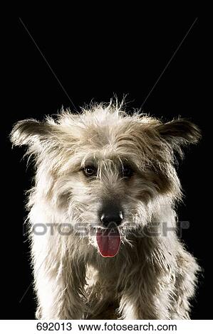 Mixed-Breed Sheepdog, portrait View Large Photo Image Stock Image - Mixed-Breed Sheepdog, portrait. Fotosearch