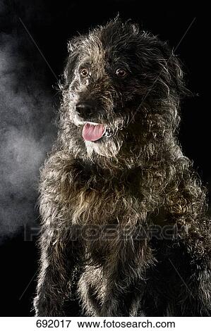 Mixed-Breed Sheepdog, portrait View Large Photo Image Stock Photo - Mixed-Breed Sheepdog, portrait. Fotosearch