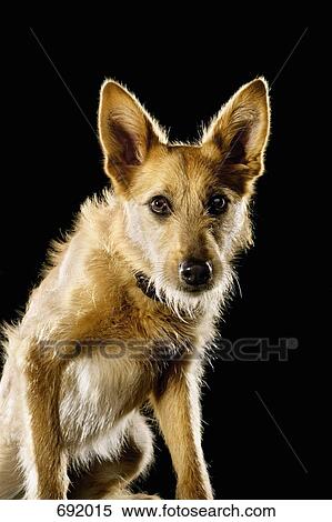 Mixed-Breed Sheepdog, portrait View Large Photo Image Stock Photography - Mixed-Breed Sheepdog, portrait. Fotosearch