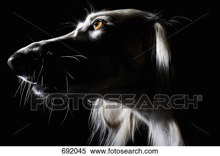 Saluki, portrait View Large Photo Image Stock Photography - Saluki, portrait. Fotosearch
