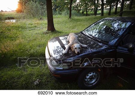 Spanish Waterdog lying on a car hood View Large Photo Image Stock Image - Spanish Waterdog lying on a car hood. Fotosearch