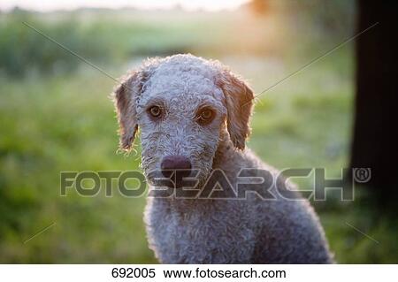 Spanish Waterdog, Portrait View Large Photo Image Stock Photography - Spanish Waterdog, Portrait. Fotosearch