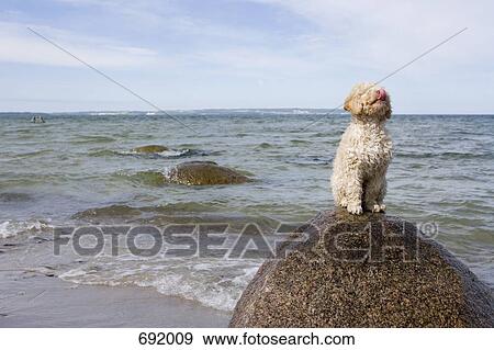 Spanish Waterdog sitting on a rock by the sea View Large Photo Image Stock Photo - Spanish Waterdog sitting on a rock by the sea. Fotosearch