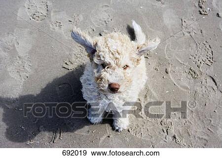 Spanish Waterdog sitting on the beach View Large Photo Image Stock Photo - Spanish Waterdog sitting on the beach. Fotosearch