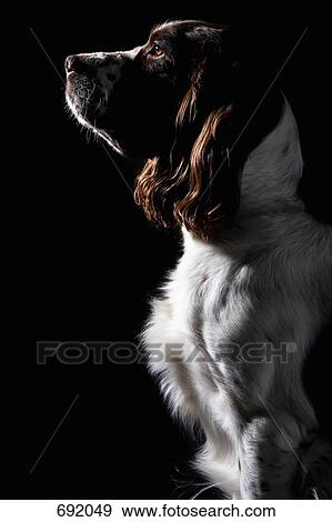 Stock Photo - Springer Spaniel, portrait. Fotosearch