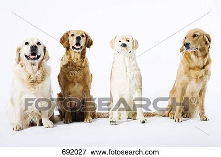 Stock Photo - Three real Golden Retrievers and one fake ceramic dog. Fotosearch