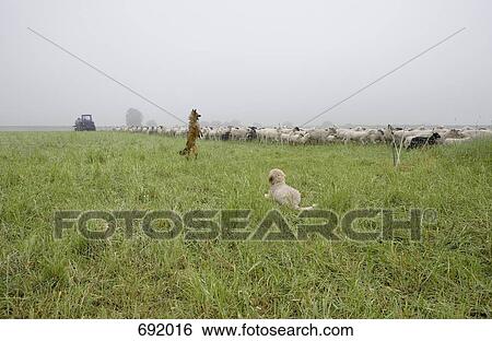 Two dogs and a herd of sheep View Large Photo Image Stock Photograph - Two dogs and a herd of sheep. Fotosearch