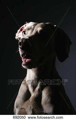 Stock Image - Weimaraner, portrait. Fotosearch