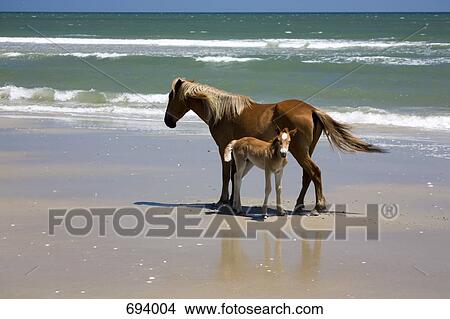 A wild Banker Pony mare and her foal, Outer Banks, North Carolina View Large Photo Image Picture - A wild Banker Pony mare and her foal, Outer Banks, North Carolina. Fotosearch
