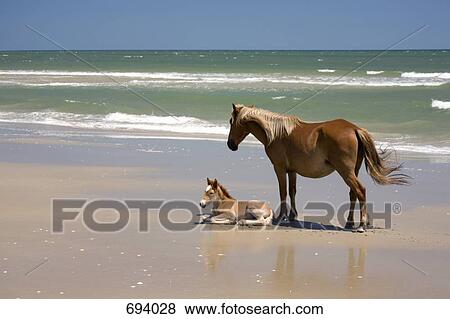 A wild Banker Pony mare and her foal, Outer Banks, North Carolina View Large Photo Image Stock Photo - A wild Banker Pony mare and her foal, Outer Banks, North Carolina. Fotosearch