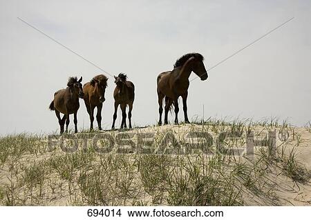 Four wild Banker Ponies standing on a sand dune, Outer Banks, North Carolina View Large Photo Image Picture - Four wild Banker Ponies standing on a sand dune, Outer Banks, North Carolina. Fotosearch