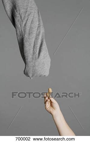 Stock Image - A person feeding a nut to an elephant. Fotosearch