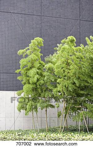 Bamboo trees growing next to a building View Large Photo Image Stock Image - Bamboo trees growing next to a building. Fotosearch