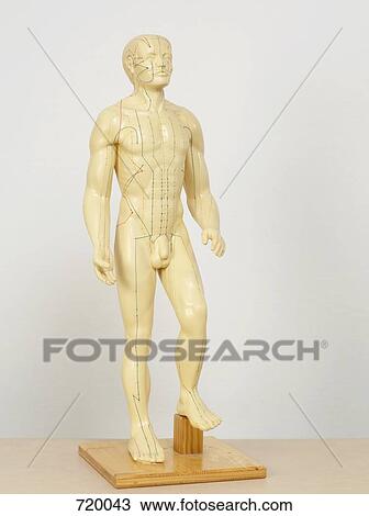 An acupuncture anatomical model View Large Photo Image Stock Image - An acupuncture anatomical model. Fotosearch