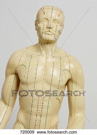 Stock Photo - An acupuncture anatomical model. Fotosearch