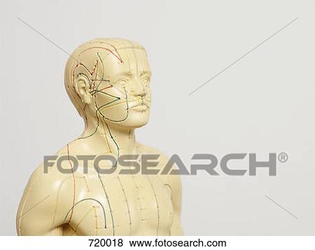 An acupuncture anatomical model View Large Photo Image Stock Photo - An acupuncture anatomical model. Fotosearch