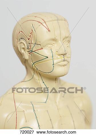 Stock Photo - An acupuncture anatomical model. Fotosearch