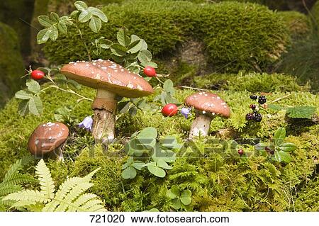 Fly Agaric Mushrooms View Large Photo Image Stock Image - Fly Agaric Mushrooms. Fotosearch