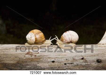 Two land snails (Gastropoda) face to face on a log View Large Photo Image Stock Photo - Two land snails (Gastropoda) face to face on a log. Fotosearch