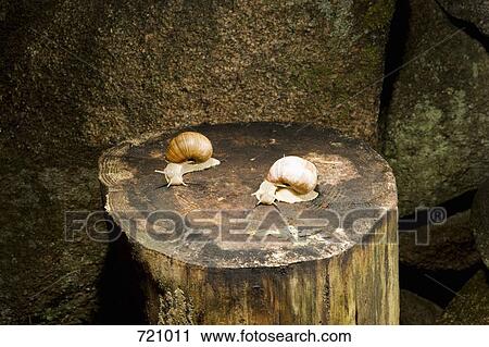 Two land snails (Gastropoda) on a tree stump View Large Photo Image Stock Image - Two land snails (Gastropoda) on a tree stump. Fotosearch