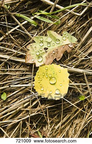 Stock Photo - Two leaves with water drops on them, directly above. Fotosearch