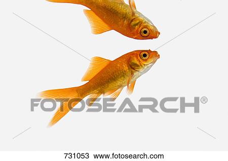 A goldfish and his reflection View Large Photo Image Stock Image - A goldfish and his reflection. Fotosearch