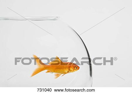 A goldfish in a fishbowl View Large Photo Image Stock Image - A goldfish in a fishbowl. Fotosearch
