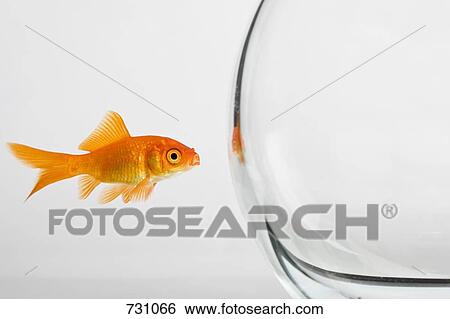 Stock Photograph - A goldfish outside of a fishbowl. Fotosearch