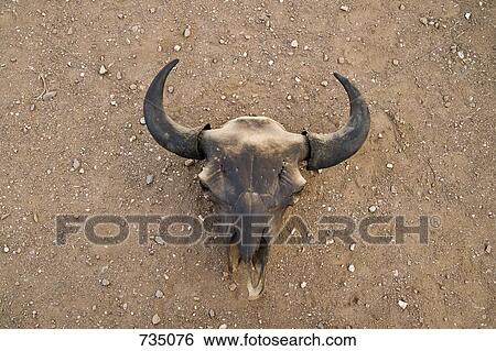 A horned animal skull View Large Photo Image Stock Photograph - A horned animal skull. Fotosearch