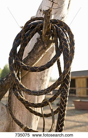 A leather whip hanging on a tree branch View Large Photo Image Stock Photography - A leather whip hanging on a tree branch. Fotosearch