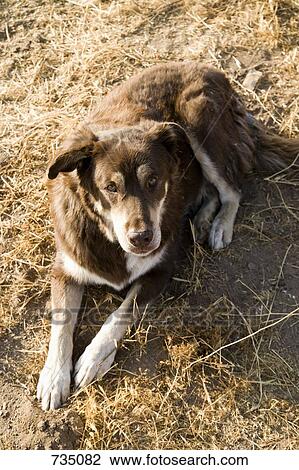 A sheepdog View Large Photo Image Stock Image - A sheepdog. Fotosearch