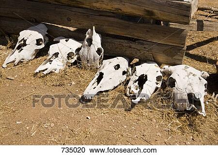 Cattle skulls lying on the ground in a row View Large Photo Image Stock Image - Cattle skulls lying on the ground in a row. Fotosearch
