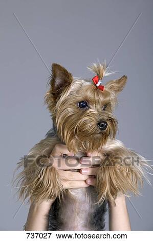 Hands holding up a Yorkshire Terrier View Large Photo Image Stock Photo - Hands holding up a Yorkshire Terrier. Fotosearch