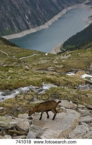A goat on a mountainside overlooking a reservoir in the Austrian Alps View Large Photo Image Stock Photo - A goat on a mountainside overlooking a reservoir in the Austrian Alps. Fotosearch