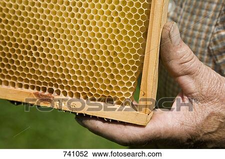 Stock Image - A man holding a honeycomb tray. Fotosearch
