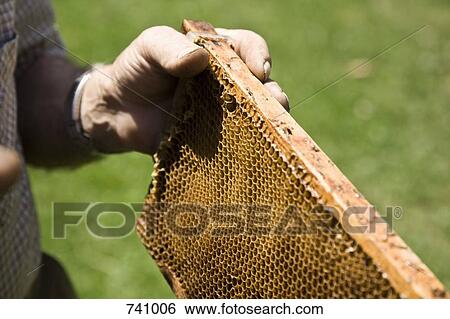 Stock Photograph - A man holding a honeycomb tray. Fotosearch