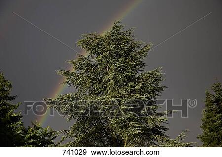 A rainbow in a grey sky behind a conifer tree, Germany View Large Photo Image Stock Photo - A rainbow in a grey sky behind a conifer tree, Germany. Fotosearch