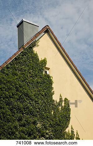 Ivy growing up the side of a house View Large Photo Image Stock Photo - Ivy growing up the side of a house. Fotosearch
