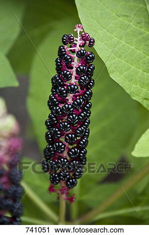 Stock Image - The fruit of a plant. Fotosearch