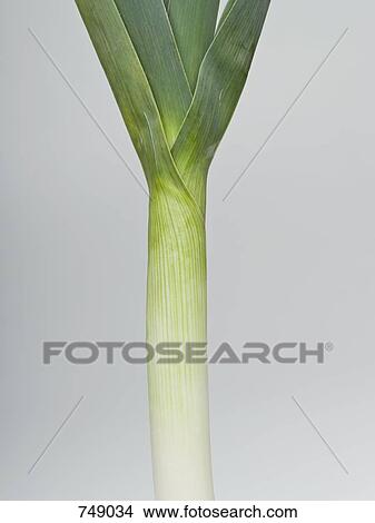A leek View Large Photo Image Picture - A leek. Fotosearch