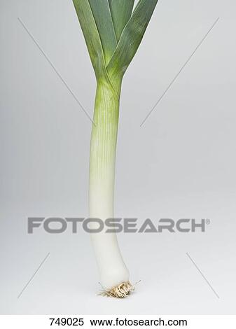 A leek View Large Photo Image Stock Photography - A leek. Fotosearch