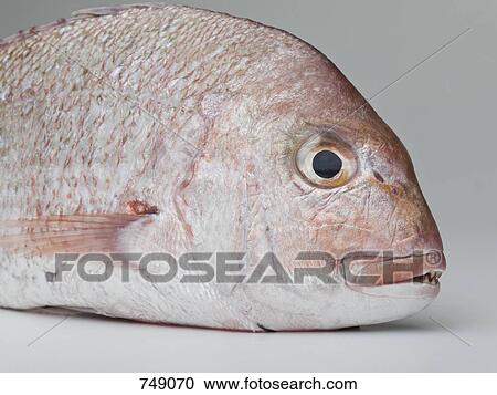 A red sea bream View Large Photo Image Stock Image - A red sea bream. Fotosearch