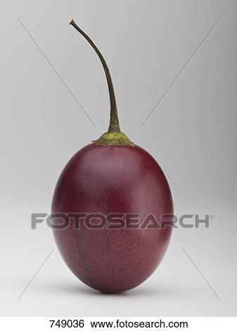 A tamarillo View Large Photo Image Stock Photograph - A tamarillo. Fotosearch