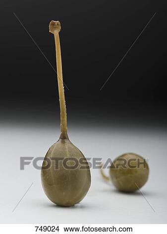 Caper berries View Large Photo Image Picture - Caper berries. Fotosearch