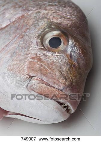 Stock Photo - Detail of a red sea bream. Fotosearch