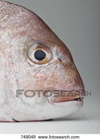 Stock Photo - Detail of a red sea bream. Fotosearch