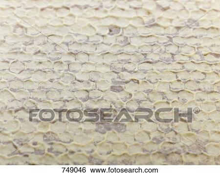 Detail of honeycomb View Large Photo Image Stock Photograph - Detail of honeycomb. Fotosearch